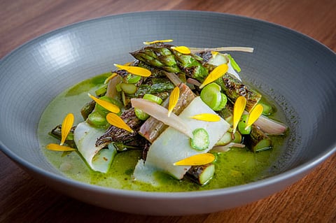 SOUTH SLOPE’S NEWEST GEM- CAMPERDOWN ELM