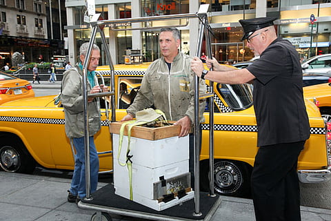 New York Hilton Midtown Debuts Beehives On Fifth Floor Green Rooftop