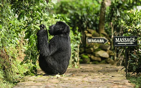 UGANDA’S BWINDI LODGE COMPLETES RENOVATION