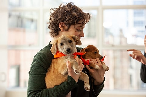 The ASPCA Gives 100k Animals Better Chance of Adoption through National Relocation Program