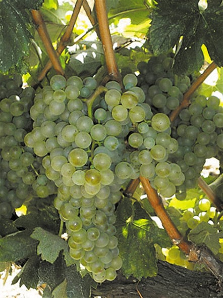 Dessert in a glass – the superb Passito wines of the Aeolian Islands