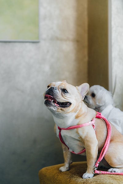 NATIONAL DOG DAY AT GANSEVOORT MEATPACKING NYC