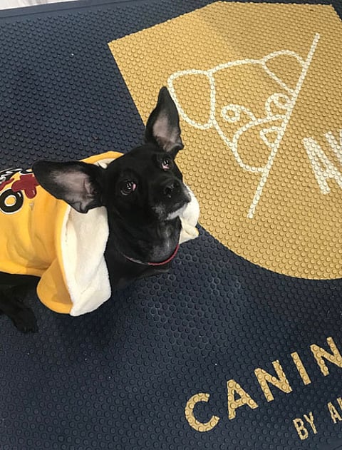 The “Bark to School” event