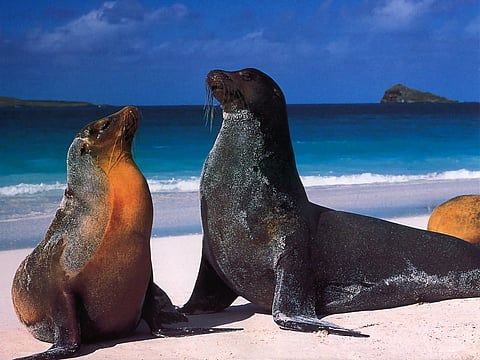 Taking Luxurious Galapagos Cruising to the Next Level