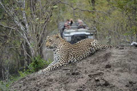 Omicron Cuts African Safari Short