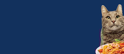 Southampton Animal Shelter Foundation Host s Annual Community event to Raise Funds and Awareness for their Advo – Cat program