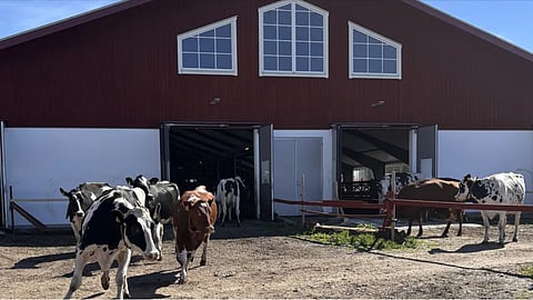 Tillsammans skulle mejerikooperativet samla 12 000 mjökkor.
