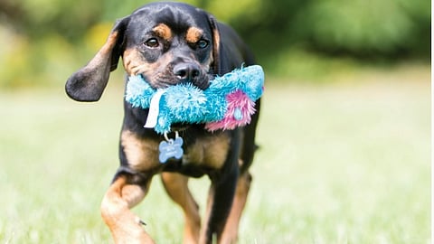 De populära gosedjuren från USA flaggas.