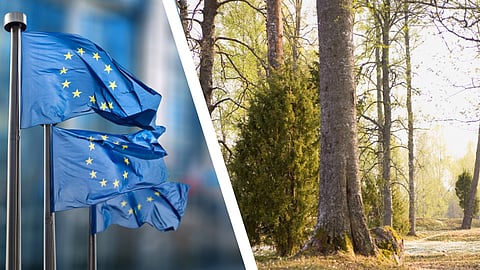 Felöversättning av EU-direktiv kan ha stoppat svenska skogsavverkningar: påverkar "300 000 skogsägare"