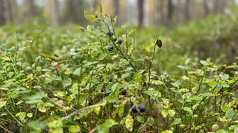 Jafar, 43, vill verkligen inte plocka bär i Norrland.