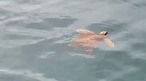 Här ser man havssköldpaddan simma runt.