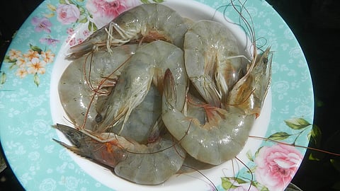 Nu vill Umeå kommun satsa på odling av så kallade kungsräkor - på land.