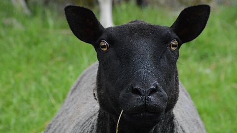 Fåret på bilden är inte inblandad.