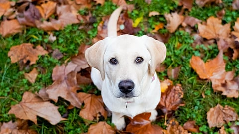 Lista: Sveriges mest älskade hundar