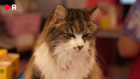 Katt från Norrtäljes kattcenter ( har inte med händelsen att göra)