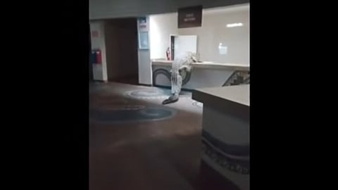 Här kravlar krokodilen upp på disken i hotellreceptionen.
