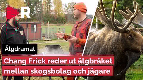 Älgdramat: Jaktkonflikten med skogsbolagen