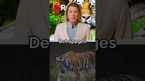 50 hotade kattdjur döda på vietnamesiska djurparker