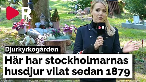 Kyrkogården på Djurgården – Här har 5000 husdjur begravts