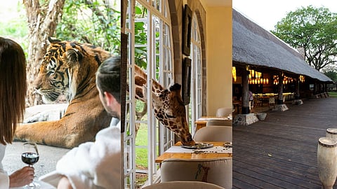 5 Luxury Wildlife Stays Around The World