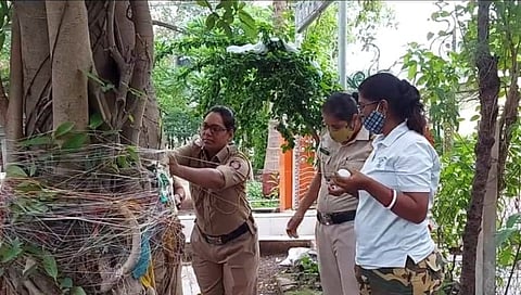 कर्तव्यावर असतांना, पतीच्या दिर्घआयुष्यासाठी वडाच्या झाडाला घातल्या फेऱ्या