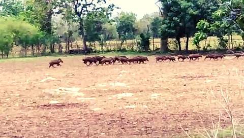 रानटी जनावरांचा धुमाकूळ