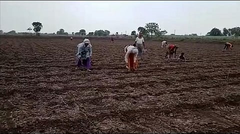 शेतकऱ्यांनी तुरळक पावसानंतर खोळंबलेल्या पेरण्यांना केली सुरुवात