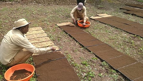 यांत्रिकी पद्धतीने भात रोप वाटिका तयार करण्याकडे शेतकऱ्यांचा कल