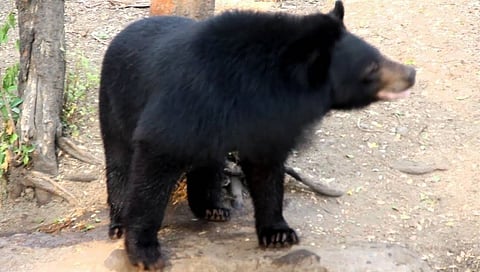 bear identified in buldhana