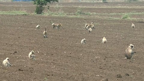 अकोल्यात वन्यप्राण्यांचा हैदोस; कोवळ्या पिकांची केली नासाडी