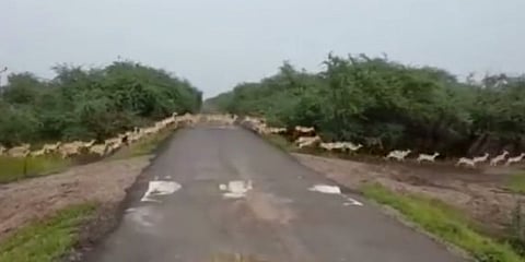 कोरोनाची नाही तर गुजरातमध्ये आली हजारो हरणांची लाट