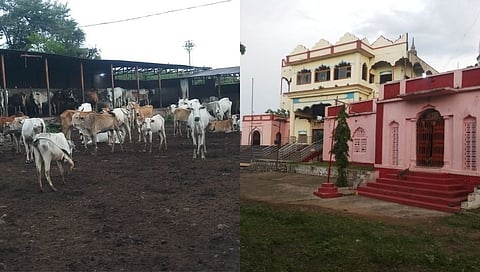 'खट्या’गाईंचे संगोपन करणारी जोडमोहा एकमेव गोशाळा