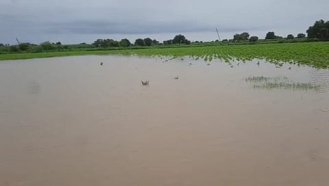 सोयाबीन पिकात पाणी साचून शेतकऱ्याचे प्रचंड नुकसान