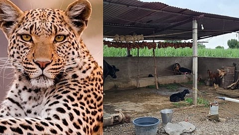 यवत यादववाडी येथे बिबट्याच्या जोडीने २ शेळ्या केल्या फस्त