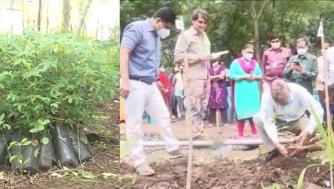 सांगली जिल्ह्यात कुपवाड येथे तिसऱ्या मियावाकी जंगल प्रकल्पाला प्रारंभ