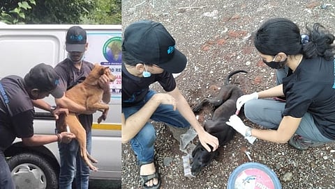 पुराचा फटका बसलेल्या महाड मधील प्राण्यांना 'पॉज'ची मदत