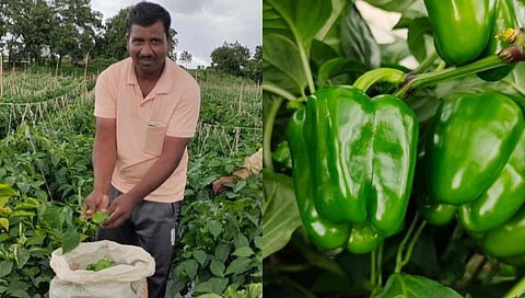 ढोबळी मिर्ची पिकवणारं गाव! बीड जिल्ह्यात शेतकरी बनत आहेत लखपती