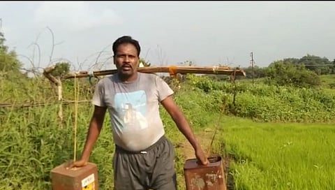 पावसाची दडी; शेतकरी 'कावडी'ने पाणी आणून जगवतोय भात पिक !