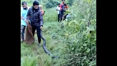 akshay hirve catches python