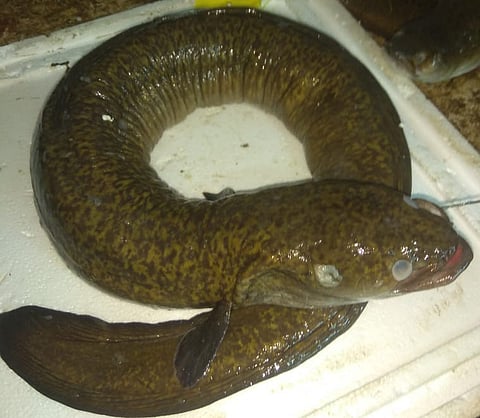 औषधी गुणधर्म असलेला दुर्मिळ अहीर मासा.