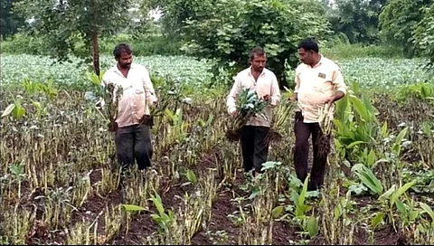 बोगस फ्लॉवर आणि पत्ता कोबी बियाणांमुळे लाखोंची फसवणूक