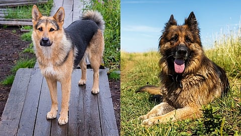 जीवावर खेळून कोको आणि शेरूने सापापासून वाचवले मालकाचे प्राण!