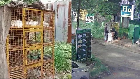 आखाडी साजरी करण्यासाठी चोरट्यांनी पळवल्या चक्क वीस कोंबड्या