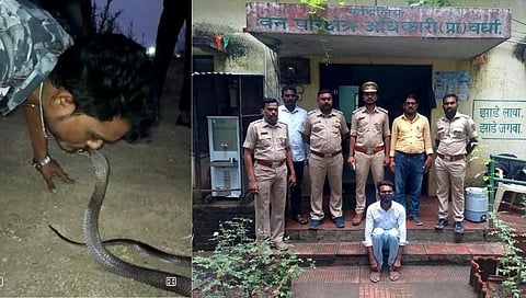 कोब्राचे चुंबन घेणे युवकाला पडले महागात; वाचा काय आहे प्रकार...