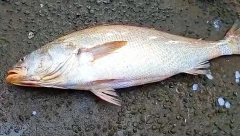 मच्छीमारांच्या गळाला लागला '2 लाखचा मासा'; मुंबई बाजारात '5 लाख' किंमत