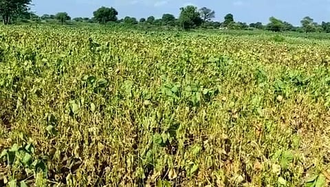 पावसाअभावी सोयाबीन पीक धोक्यात; शेतकरी हवालदिल