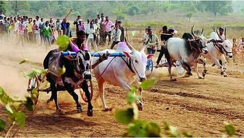 bullock cart race