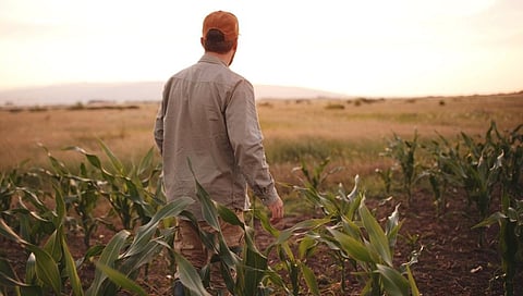 पावसाने ओढ दिली? घाबरू नका असे वाचवा पिक; कृषी तज्ञांचा सल्ला