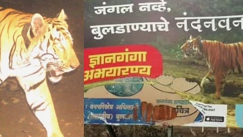 ज्ञानगंगा अभयारण्यात वाघिणीच्या शोधात आलेला वाघ जानेवारीपासून आहे बेपत्ता