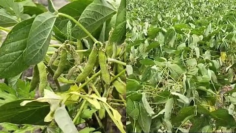 वीस दिवसांपासून पावसाने दडी मारल्याने शेतकरी राजा पुन्हा संकटात